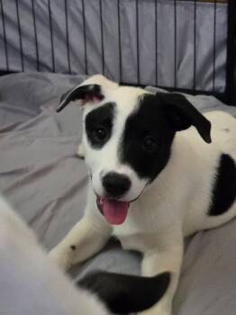 Farah - In Foster -  Labrador Retriever Dog for Adoption in Kalamazoo, Michigan - Farah - In Foster | PetCurious