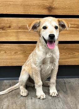 Bentley -  Golden Retriever and Australian Cattle Dog Blue Heeler Dog for Adoption in Dallas, Texas - Bentley | PetCurious