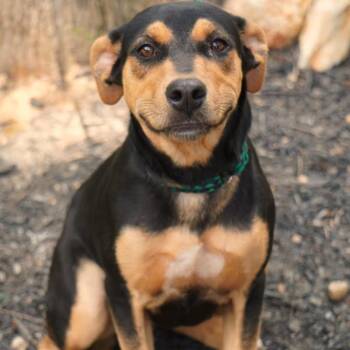 Mable -  Hound and Mixed Breed Dog for Adoption in Evensville, Tennessee - Mable | PetCurious