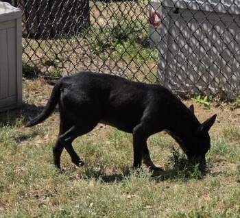 Pointer and Mixed Breed Dogs Available for Adoption in Conway, South Carolina - Bitty(HW+) | PetCurious
