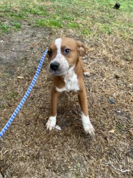 Hound Dogs Available for Adoption - Jerry15056B | PetCurious