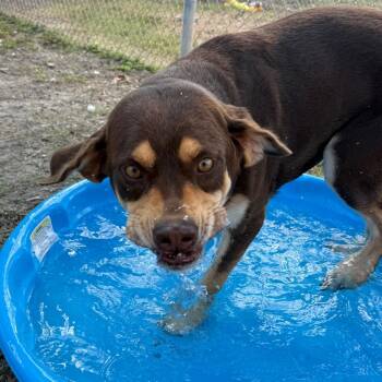 Labrador Retriever and Mixed Breed Dogs Available for Adoption in Corpus Christi, Texas - Andy Warhowl | PetCurious