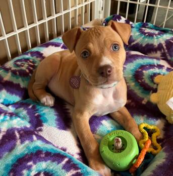 Pit Bull Terrier Dogs Available for Adoption - Nevada (F) | PetCurious