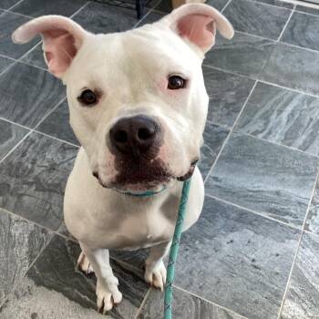 Mixed Breed Dogs Available for Adoption - Birdie | PetCurious