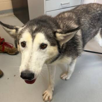 Alyssa -  Siberian Husky Dog for Adoption in Troy, Virginia - Alyssa | PetCurious
