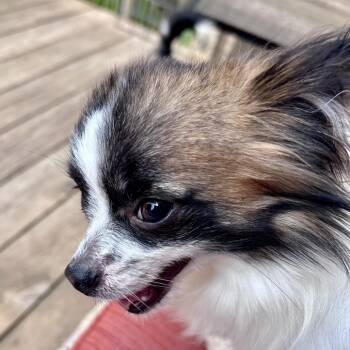 Scrappy -  Chihuahua and Mixed Breed Dog for Adoption in Peculiar, Missouri - Scrappy | PetCurious