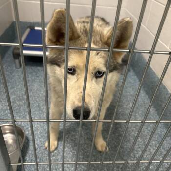 RILEY -  Husky Dog for Adoption in Greensboro, North Carolina - RILEY | PetCurious