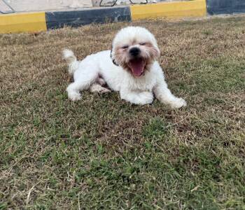 Rescue Shih Tzu Dogs for Adoption in Toronto, Ontario - Hays | PetCurious