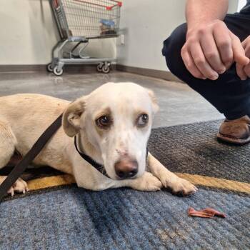 Terrier and Beagle Dogs Available for Adoption - Battle Bot | PetCurious