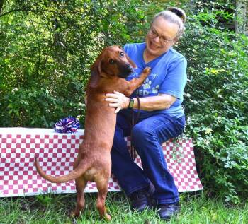Vinny -  Basset Hound Dog for Adoption in Willingboro, New Jersey - Vinny | PetCurious