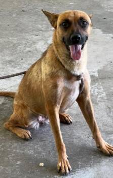 Topsy -  Shepherd and Belgian Shepherd Malinois Dog for Adoption in Swainsboro, Georgia - Topsy | PetCurious