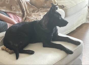 Sadie -  Pit Bull Terrier and German Shepherd Dog Dog for Adoption in Troy, Michigan - Sadie | PetCurious