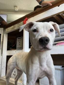 Lauper -  Terrier and Labrador Retriever Dog for Adoption in West Memphis, Arkansas - Lauper | PetCurious