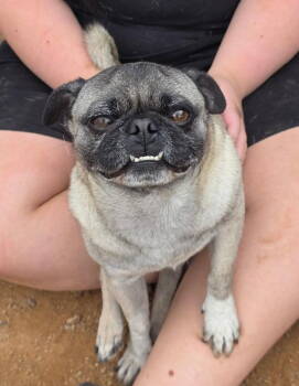 Rescue Pug Dogs for Adoption in San Tan Valley, Arizona - Garson | PetCurious