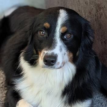 Ivy -  Australian Shepherd and Mixed Breed Dog for Adoption in Normal, Illinois - Ivy | PetCurious