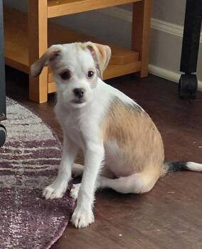 Zephyr -  Poodle and Chihuahua Dog for Adoption in New Braunfels, Texas - Zephyr | PetCurious