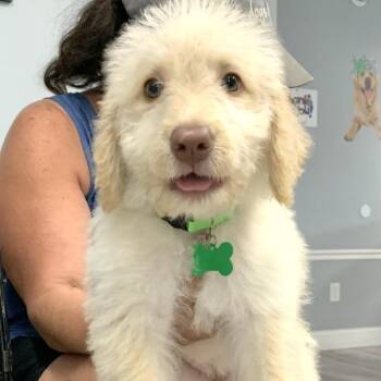 Jade -  Golden Retriever and Poodle Dog for Adoption in St. Peters, Missouri - Jade | PetCurious