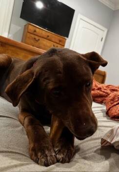 Labrador Retriever Dogs Available for Adoption in Willingboro, New Jersey - Brownie | PetCurious