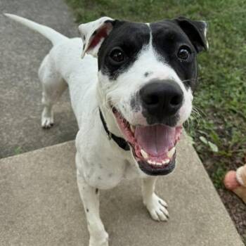 Rescue English Pointer Dogs for Adoption in Racine, Wisconsin - Hankman | PetCurious