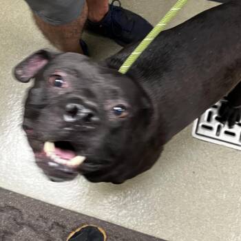 71964 -  Staffordshire Bull Terrier Dog for Adoption in Harrisonburg, Virginia - 71964 | PetCurious