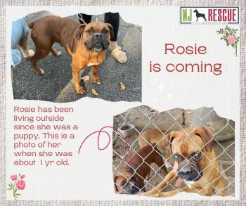 Rescue Boxer Dogs for Adoption in Middlesex, New Jersey - Rosie Is Coming | PetCurious