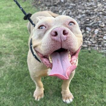 Nala -  American Staffordshire Terrier and Pit Bull Terrier Dog for Adoption in Southern Pines, North Carolina - Nala | PetCurious