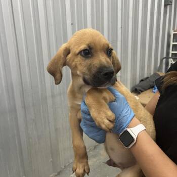 Labrador Retriever Dogs Available for Adoption in Birmingham, Alabama - TATER | PetCurious