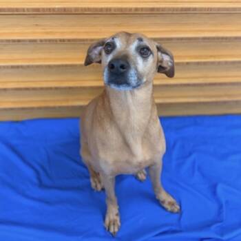 Gus -  Chihuahua Dog for Adoption in Pilot Point, Texas - Gus | PetCurious