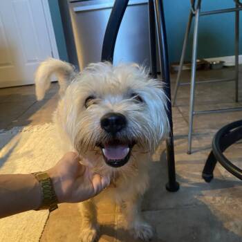 Watson -  Wheaten Terrier and Mixed Breed Dog for Adoption in New Orleans, Louisiana - Watson | PetCurious