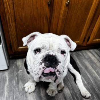 Frederick Von Wrinkles -  English Bulldog Dog for Adoption in Cincinnati, Ohio - Frederick Von Wrinkles | PetCurious