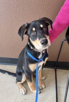 Rescue Labrador Retriever and Rottweiler Dogs for Adoption in Manchester, Connecticut - Hershey | PetCurious