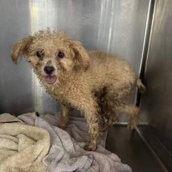 Rescue Poodle Dogs for Adoption in Northbrook, Illinois - Apricot Ringo | PetCurious