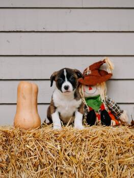 Rescue Labrador Retriever and Shepherd Dogs for Adoption in Simsbury, Connecticut - Butternut | PetCurious