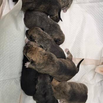 Mixed Breed Dogs Available for Adoption - Blueberry | PetCurious