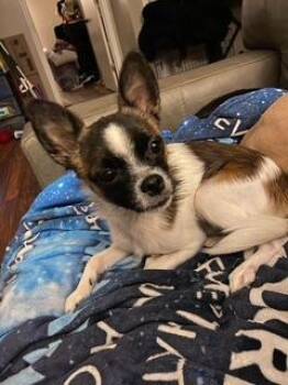 Petie -  Chihuahua Dog for Adoption in Tifton, Georgia - Petie | PetCurious