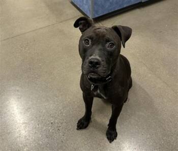Pit Bull Terrier Dogs Available for Adoption in Globe, Arizona - ODIN | PetCurious