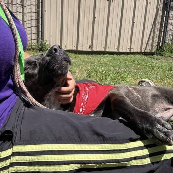 Levi -  American Staffordshire Terrier Dog Available for Adoption in Pittsburgh, Pennsylvania - Levi | PetCurious