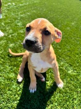 Luxx -  American Staffordshire Terrier Dog for Adoption in Lodi, California - Luxx | PetCurious