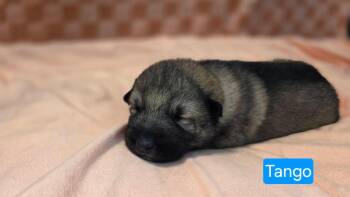 Shepherd and Pit Bull Terrier Dogs Available for Adoption in Duluth, Minnesota - Tango | PetCurious