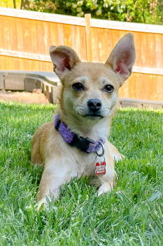 Rescue Chihuahua Dogs for Adoption in Holly Springs, North Carolina - Ellen | PetCurious