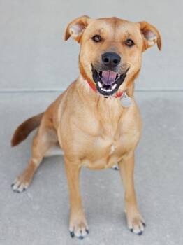 Mixed Breed Dogs Available for Adoption in Longmont, Colorado - Jade | PetCurious