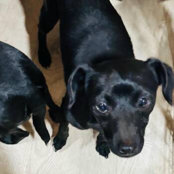 Molly -  Chihuahua and Mixed Breed Dog for Adoption in Tacoma, Washington - Molly | PetCurious