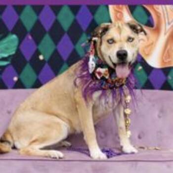 Chloe (Nala) -  Mixed Breed Dog for Adoption in Midland, Texas - Chloe (Nala) | PetCurious