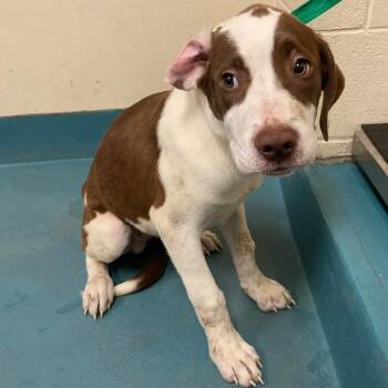 Mixed Breed Dogs Available for Adoption in Memphis, Tennessee - DAYLEE | PetCurious