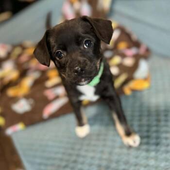 Chihuahua Dogs Available for Adoption - Sullivan D10993 *Arriving 5/1 | PetCurious