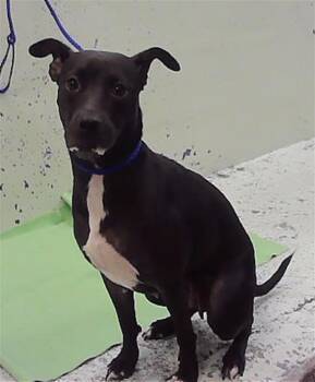 A2094716 -  Staffordshire Bull Terrier and Mixed Breed Dog for Adoption in Houston, Texas - A2094716 | PetCurious