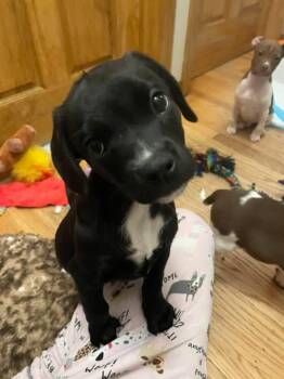 Rescue Black Labrador Retriever Dogs for Adoption - Foxtrot | PetCurious