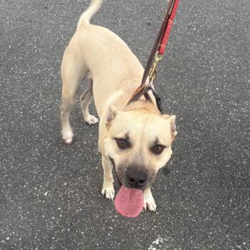 LA4124 Nikko -  Mixed Breed Dog for Adoption in Port Washington, New York - LA4124 Nikko | PetCurious