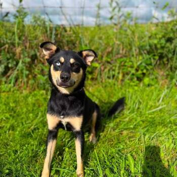 Luna -  Mixed Breed Dog for Adoption - Luna | PetCurious