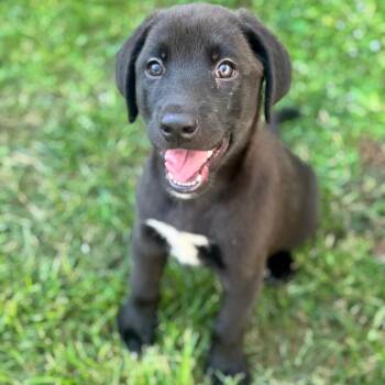 Tuck -  Husky and Mixed Breed Dog for Adoption in Brownsboro, Alabama - Tuck | PetCurious